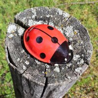 Tin toy - collectable toys - Clicker Ladybird