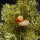 Blechanhänger - Ente - Anhänger für Weihnachtsbaum