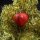 Blechanhänger - Apfel - Anhänger für Weihnachtsbaum